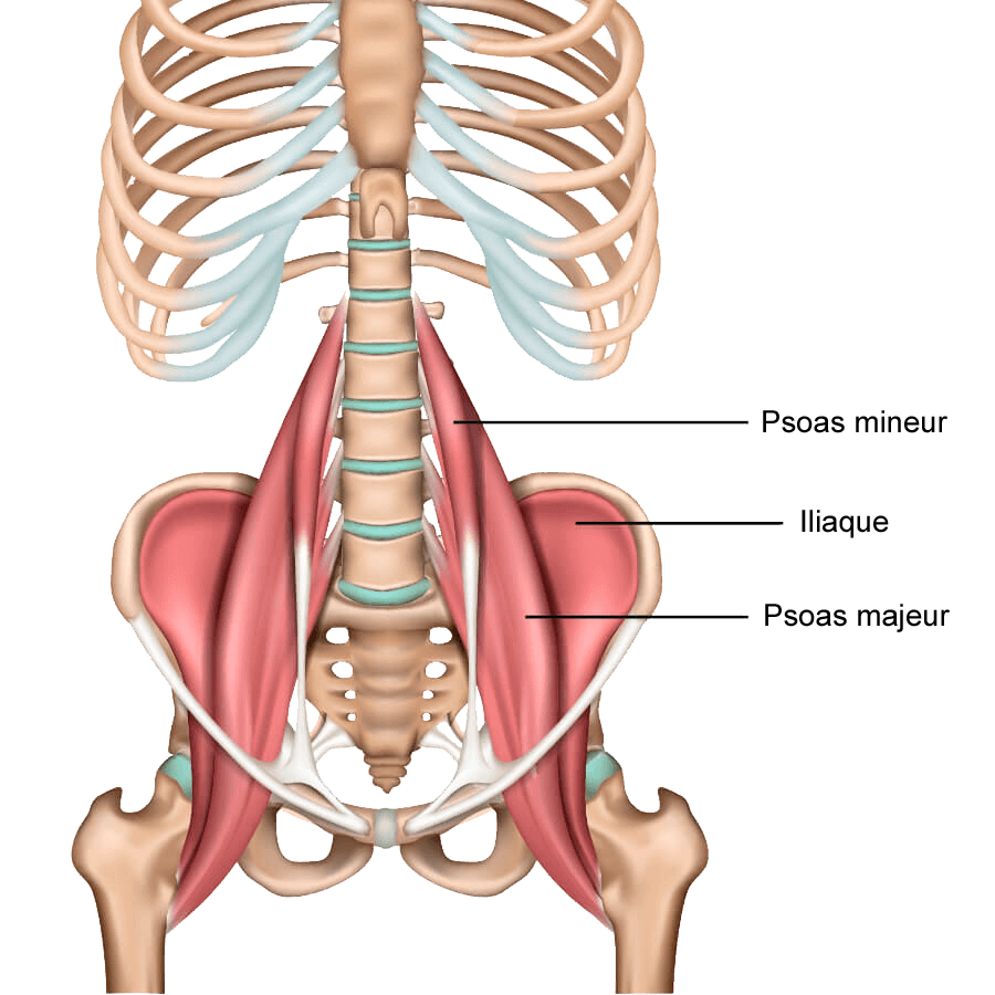 Illustration anatomique montrant les muscles psoas majeur et mineur en vert, reliant les vertèbres lombaires au fémur à travers le bassin.